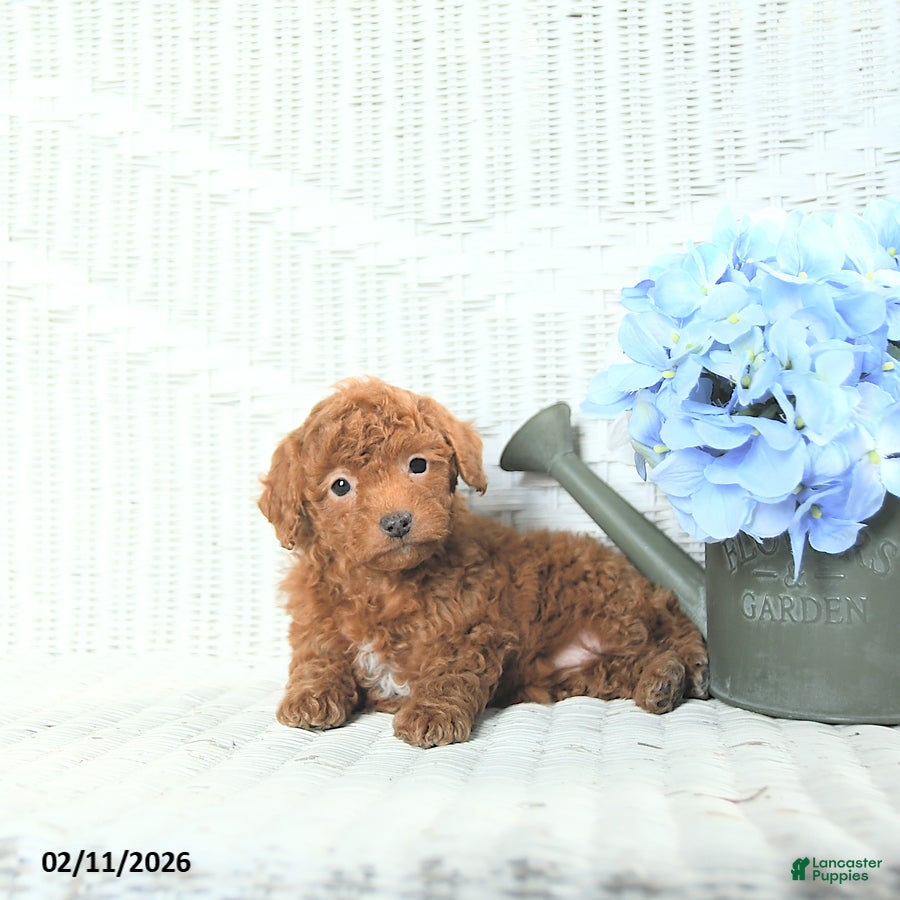 Mini Aussiedoodle dogs Macey - Ad 2