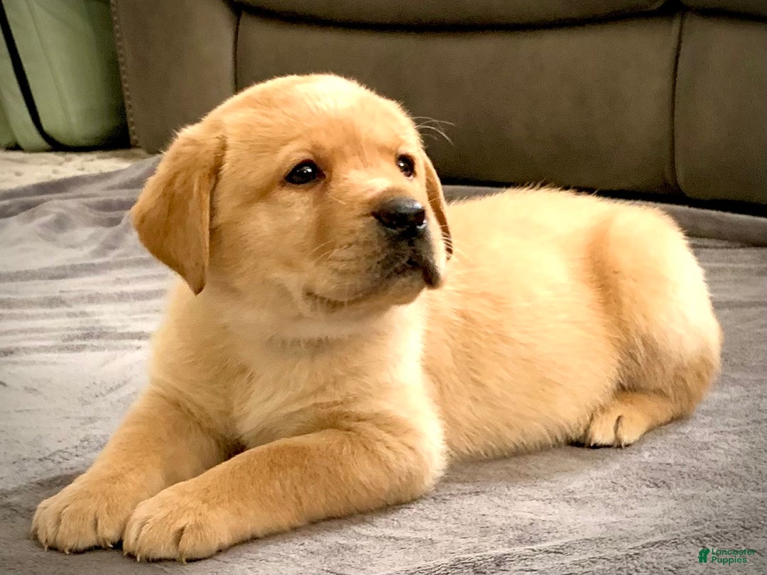 Labrador Retriever dogs for sale: Remington - Ad 2