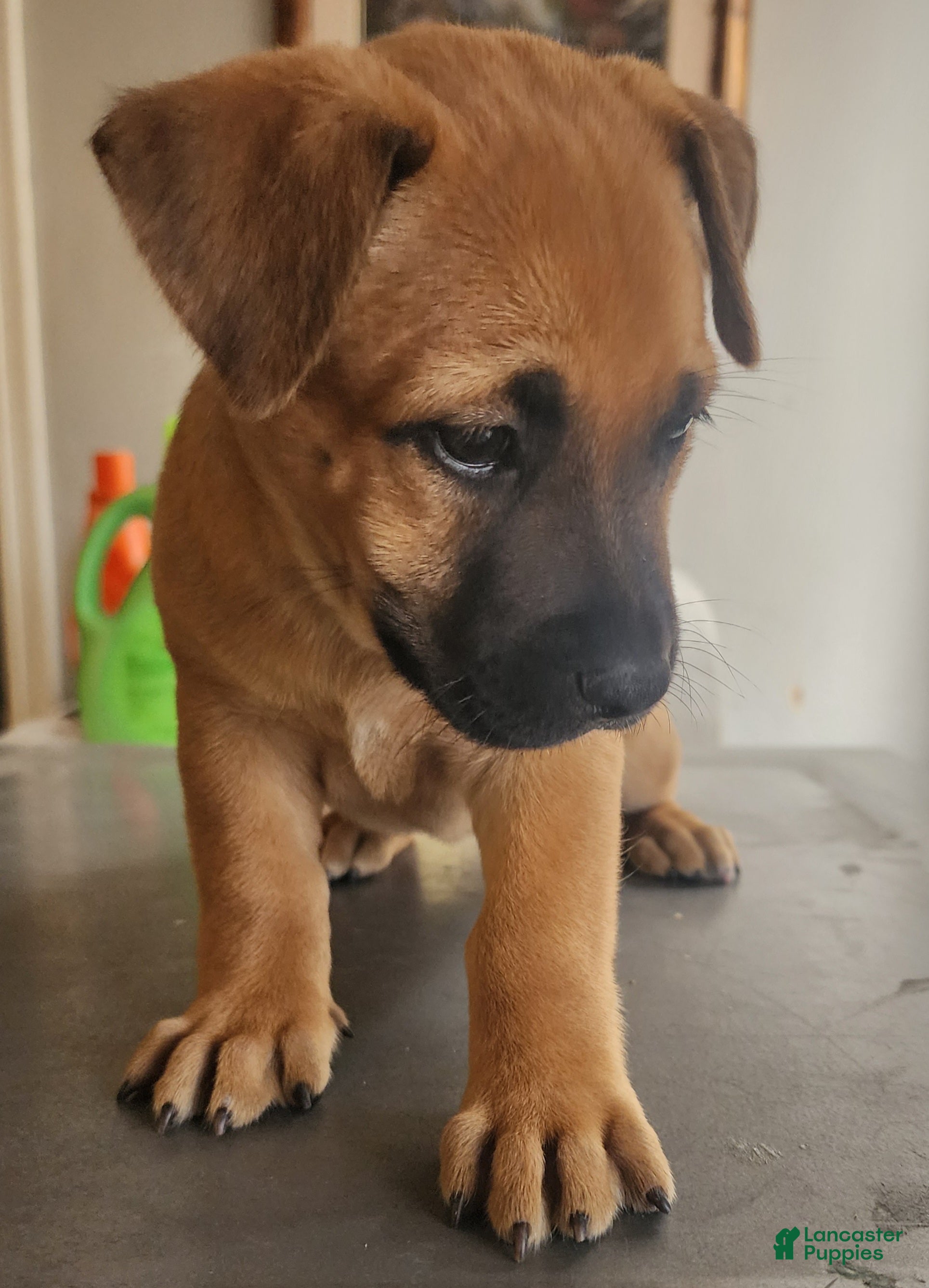 Belgian Malinois dogs Belgian Malinois 3 - Ad 15