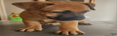 Belgian Malinois 3