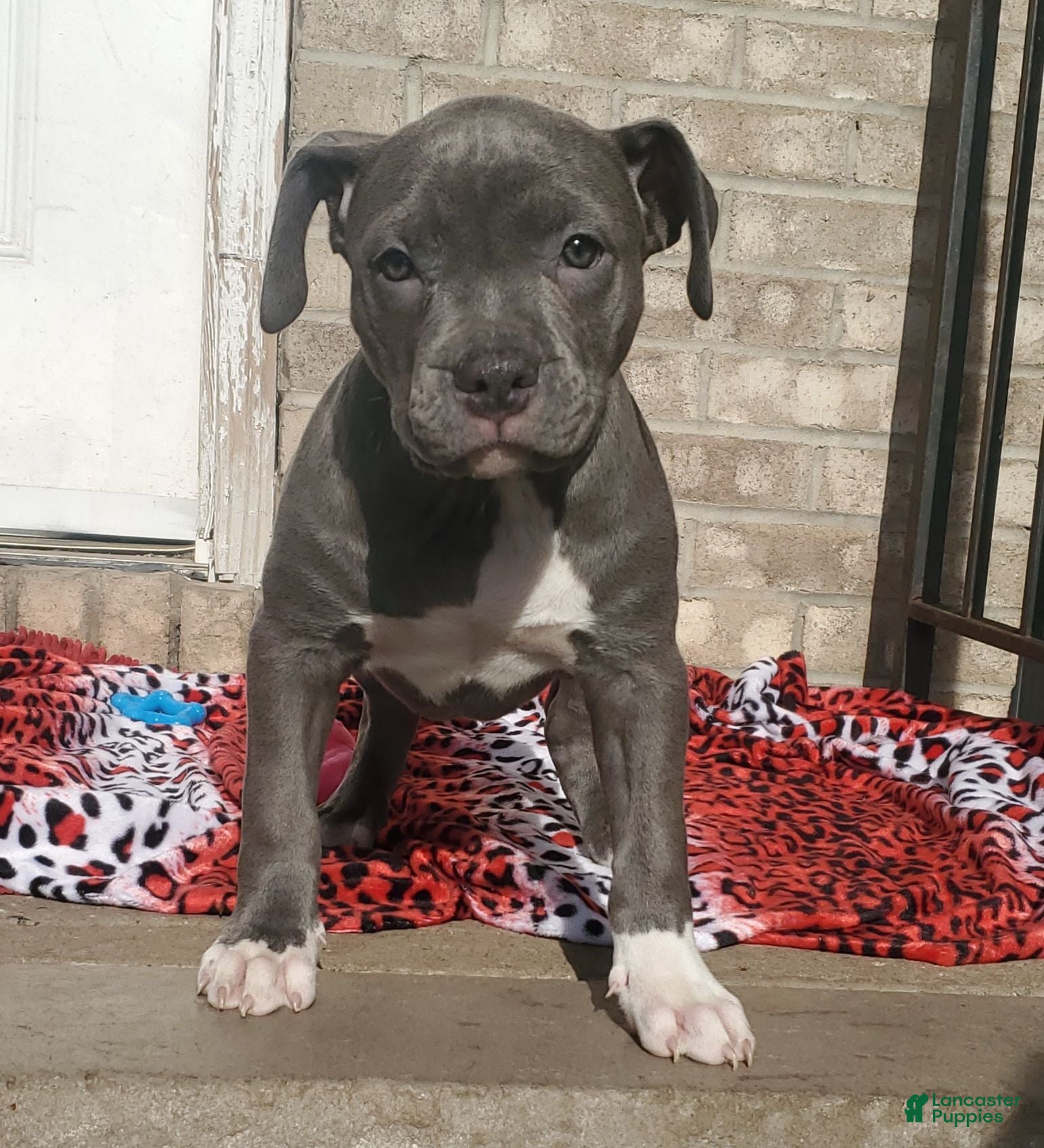 American Bully dogs SNOOP DOGG - Ad 18