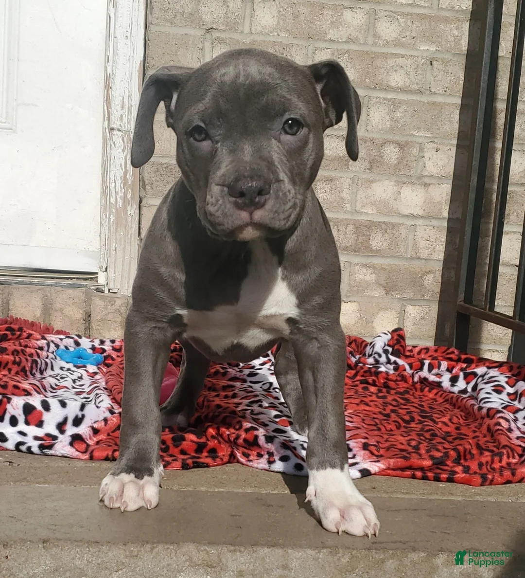 American Bully dogs for sale: SNOOP DOGG - Ad 1