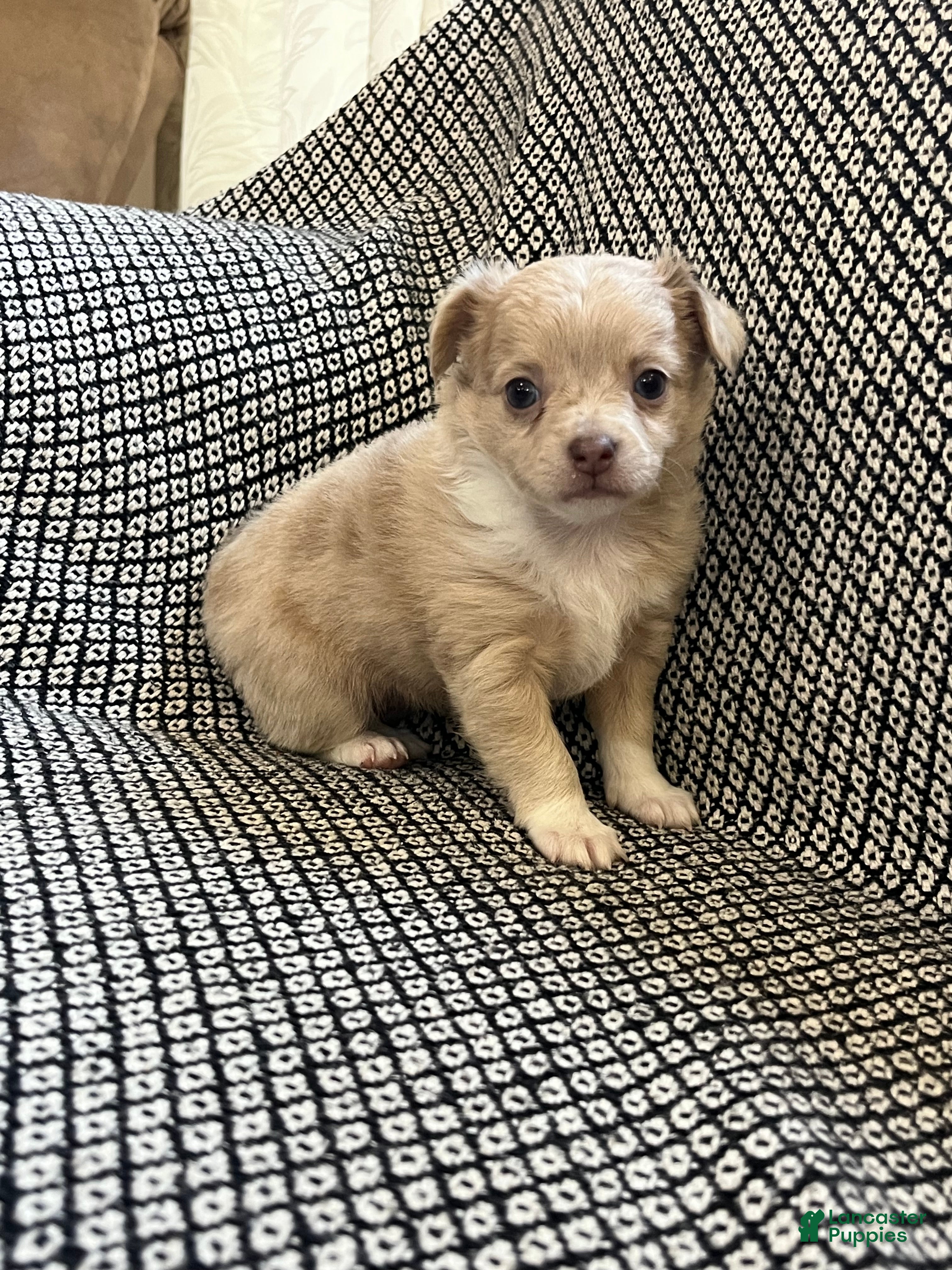Chihuahua dogs Ashley - Ad 2