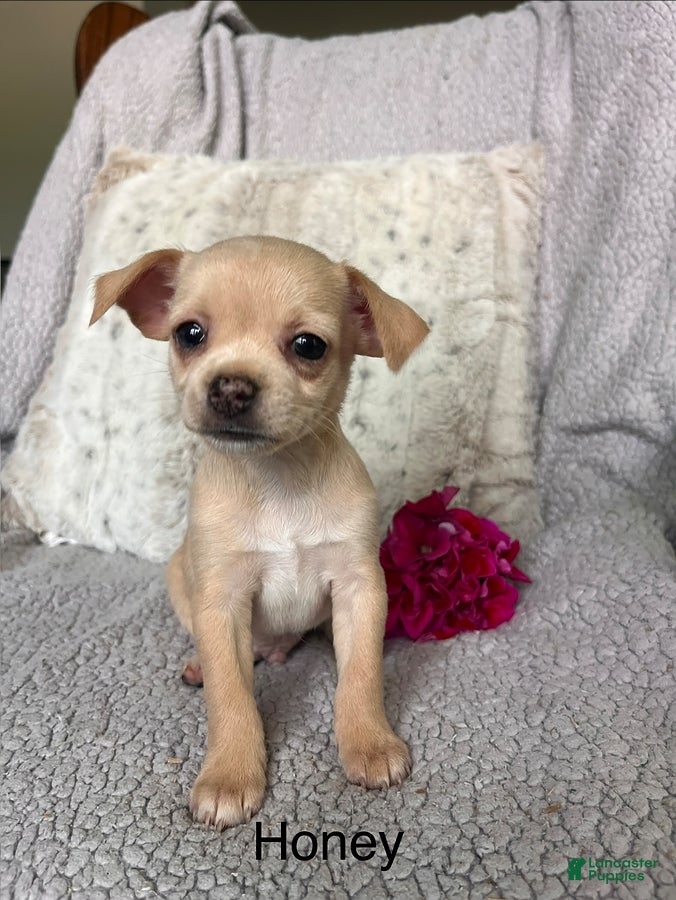 Chihuahua dogs Honey - Ad 1