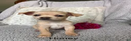 Chihuahua dogs for sale: Honey - Ad 1