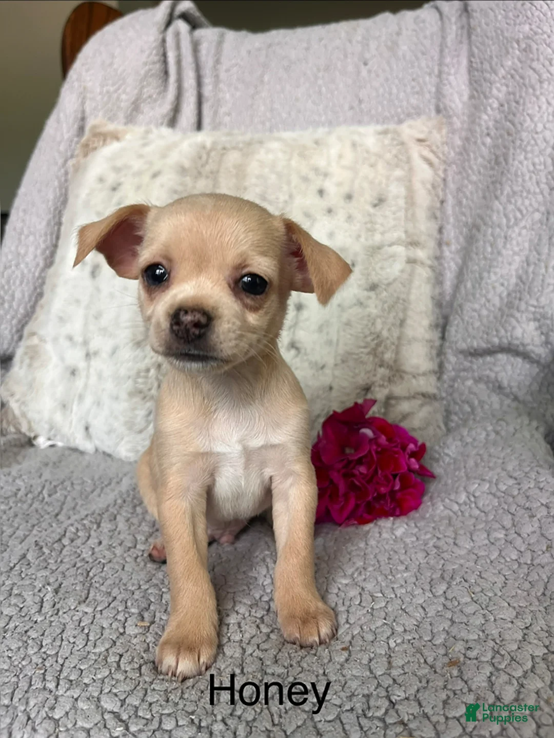 Chihuahua dogs for sale: Honey - Ad 1