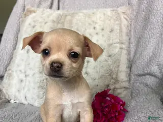 Chihuahua dogs for sale: Honey - Ad 2