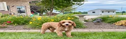 Cavapoo dogs for sale: Henry F1 - Ad 6