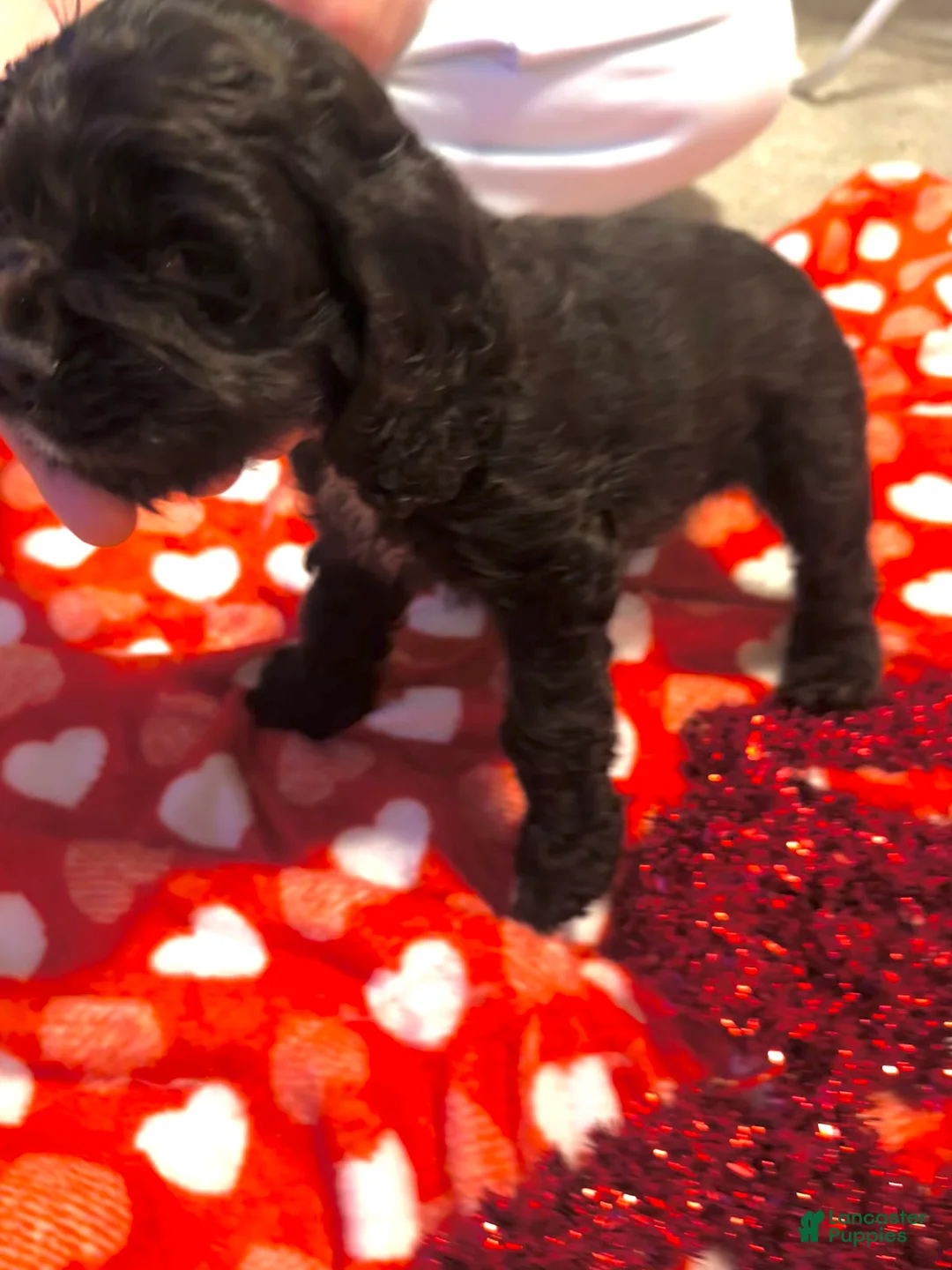 Cocker Spaniel dogs for sale: Princess - Ad 3