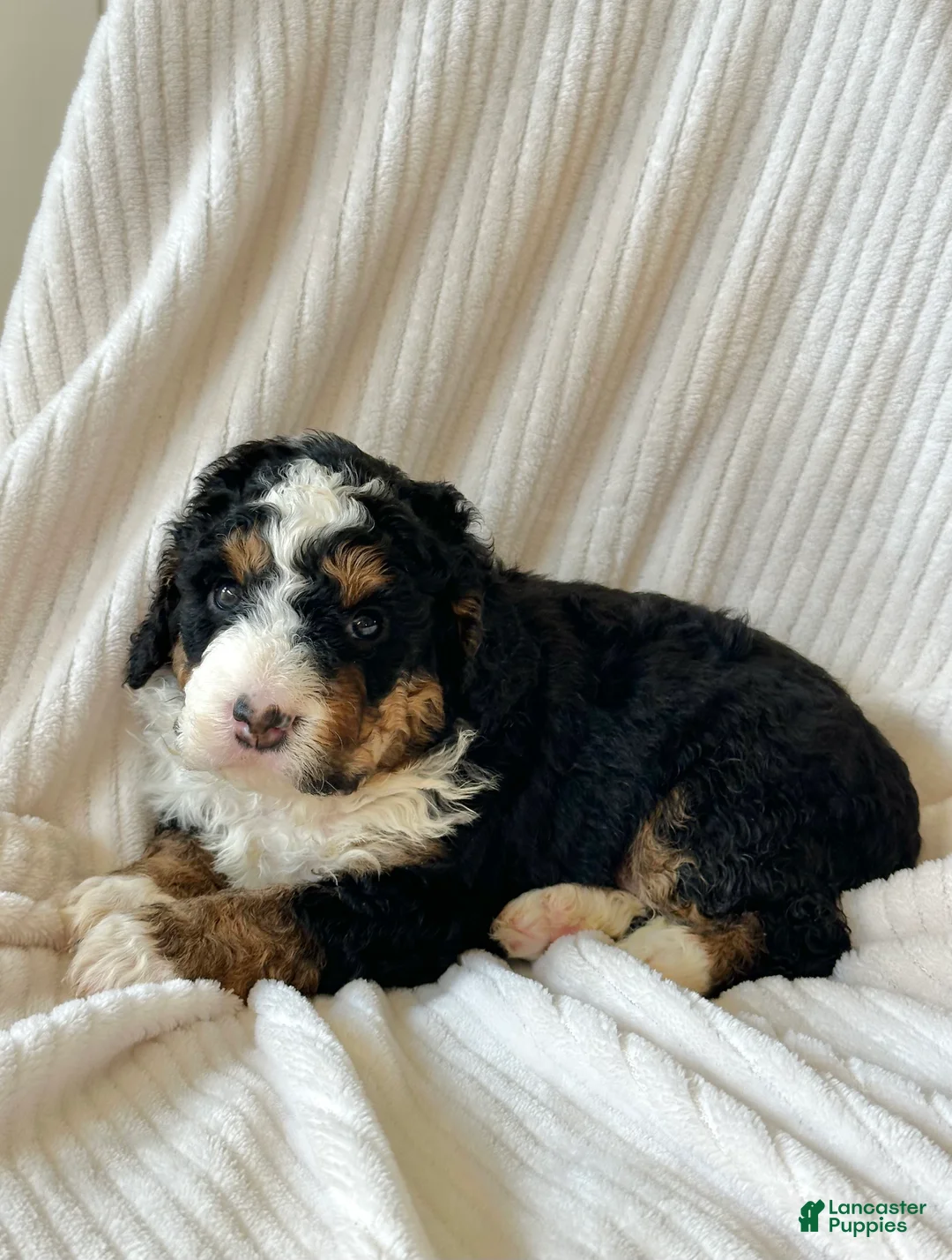 Mini Bernedoodle dogs for sale: Nova - Ad 3