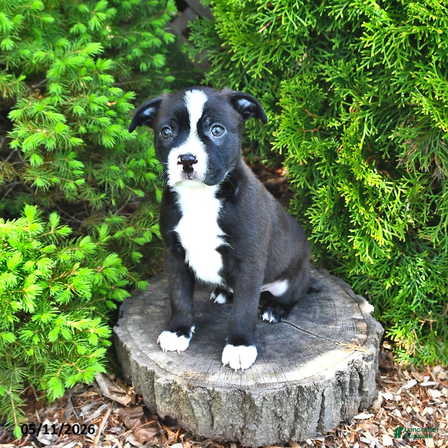 Mixed Breed dogs for sale: Jingle  - Ad 3