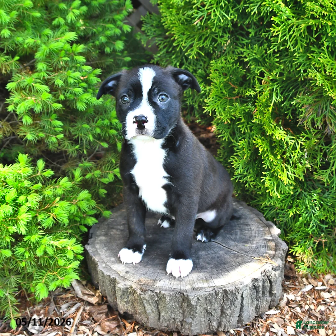Mixed Breed dogs for sale: Jingle  - Ad 1