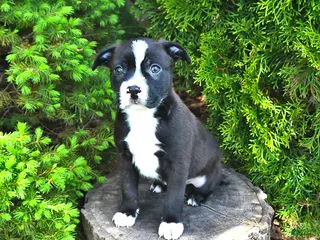 Mixed Breed dogs for sale: Jingle - Ad 3