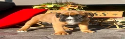 Boxer dogs for sale: Ace❤️🐾Akc Registered❤️Hip Cert🐾❤️Text 717-826-1899  - Ad 9