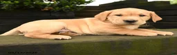 Labrador Retriever dogs for sale: Rusty - Ad 4