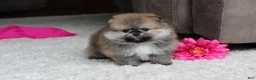Pomeranian dogs for sale: Teacup Paisley - Ad 9