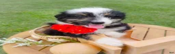 Aussiedoodle dogs for sale: Sugar Melon - Ad 1