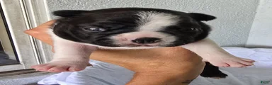 Boston Terrier Puppy 1