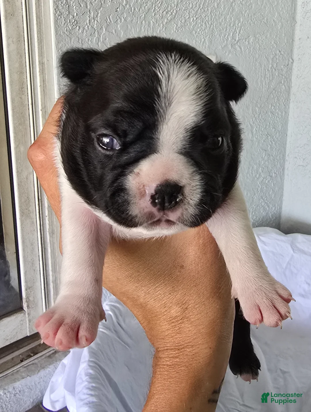 Boston Terrier dogs for sale: Boston Terrier Puppy 1 - Ad 1