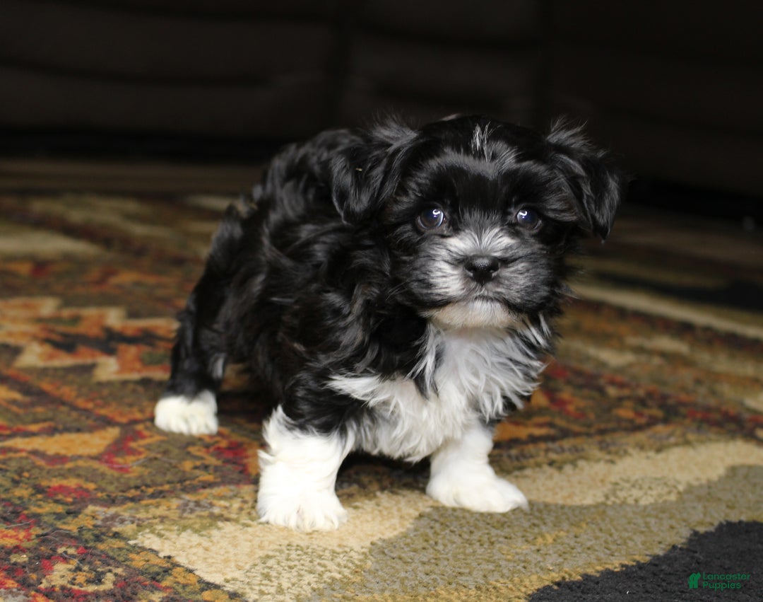 Havanese dogs for sale: Shilo - Ad 5