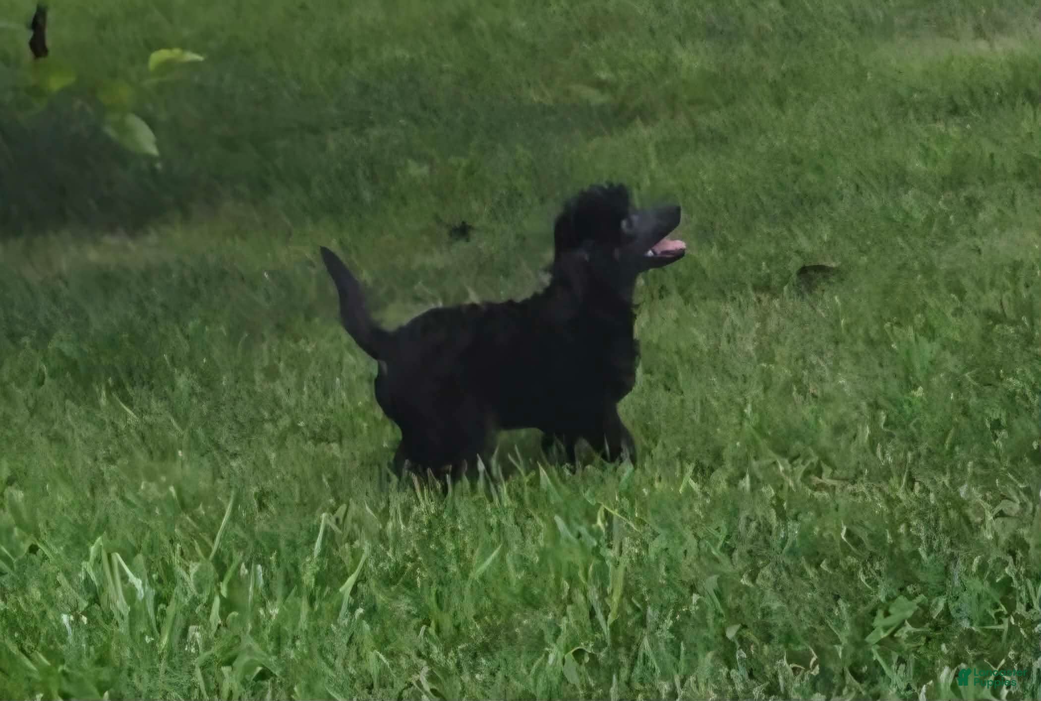 Miniature Poodle dogs Oak - Ad 5