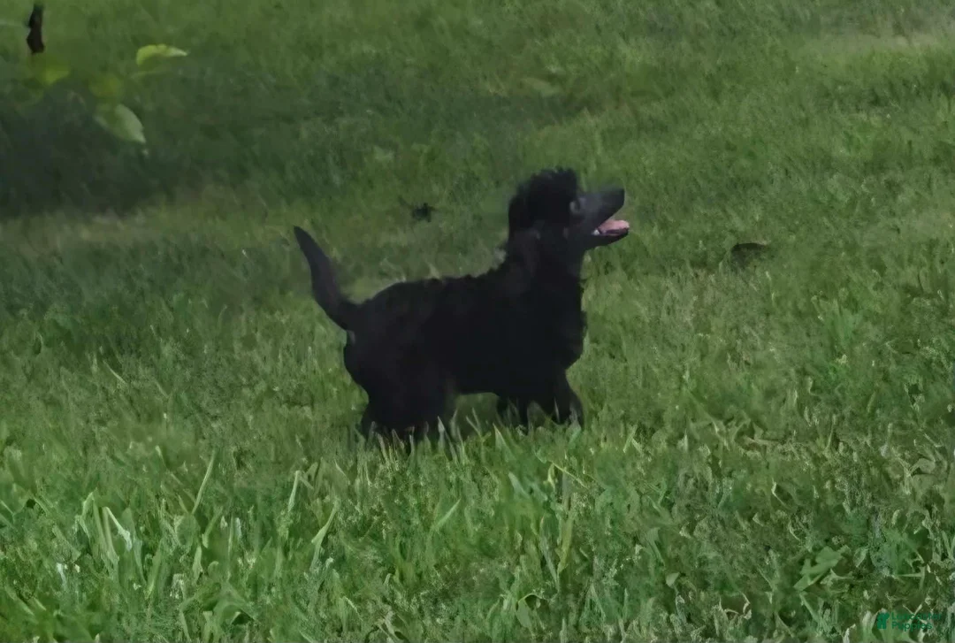 Miniature Poodle dogs for sale: Oak - Ad 1