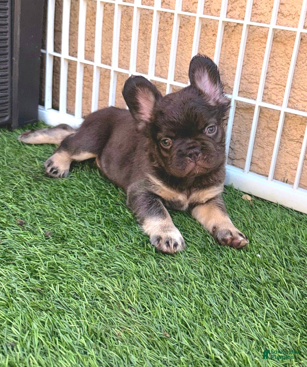 French Bulldog dogs Baby Grizzly  - Ad 1