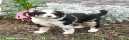 Australian Shepherd dogs for sale: Lucy - Ad 4