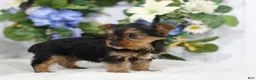 Yorkshire Terrier dogs for sale: Roscoe - Ad 4