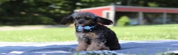 Mixed Breed dogs for sale: Ranger (AKC) - Ad 6