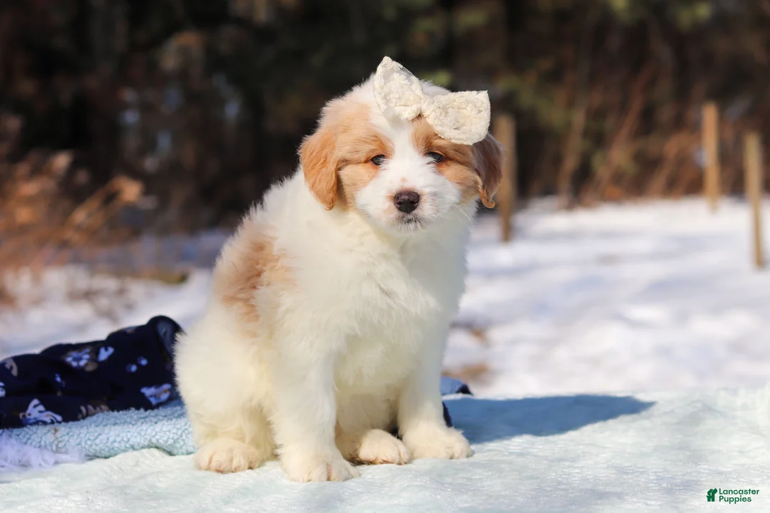 Mini Bernedoodle dogs for sale: Sydney - Ad 3