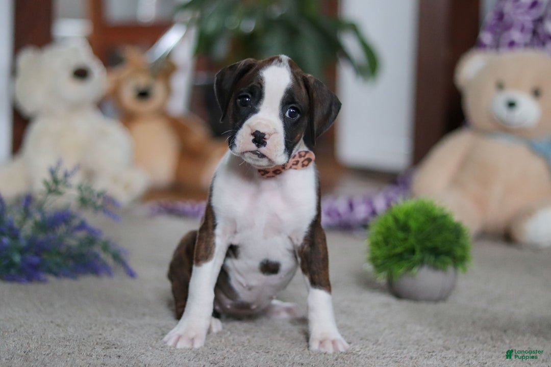 Boxer dogs for sale: Blair - Ad 2