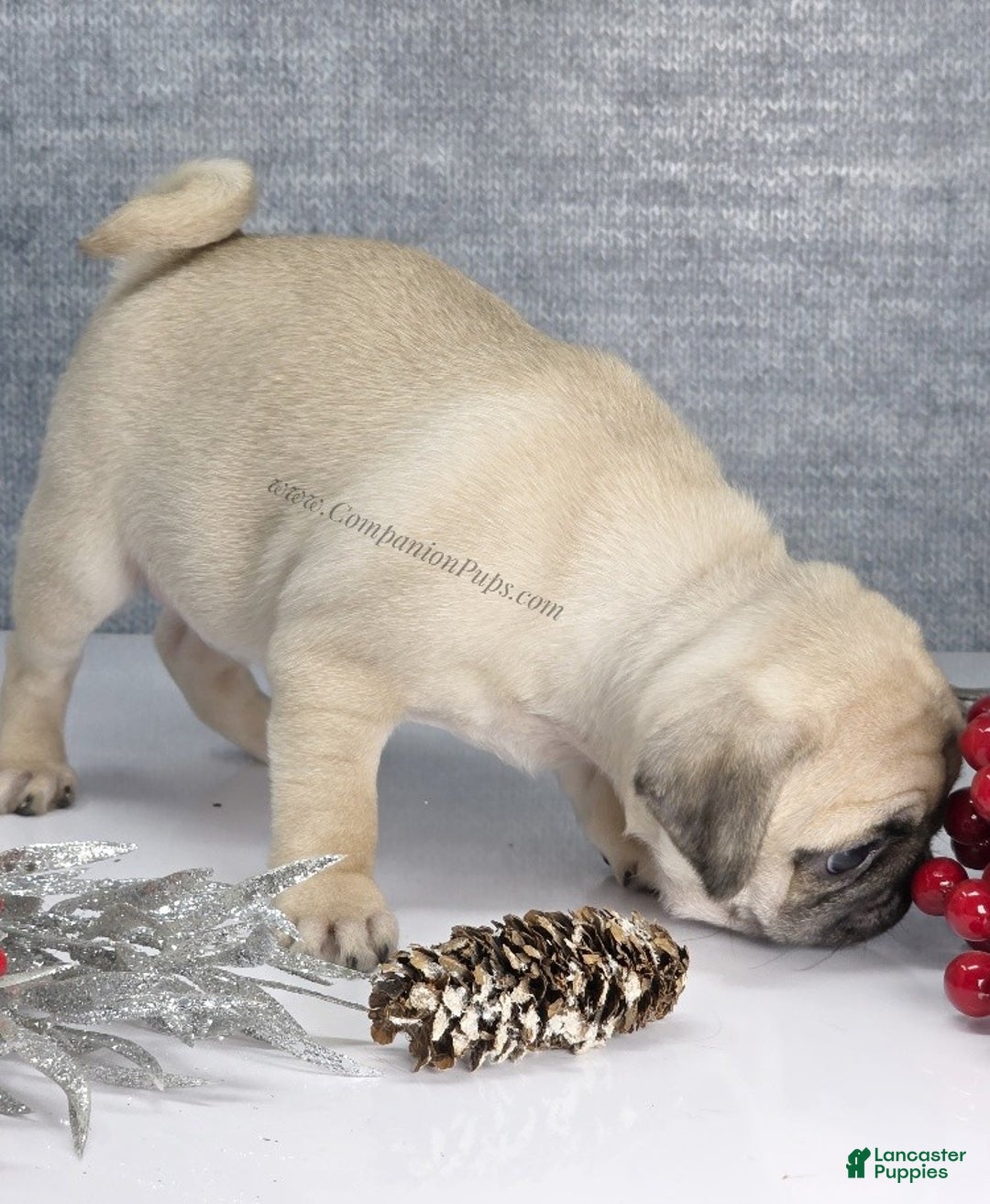 Pug dogs for sale: Marie Soft, Sweet, Playful Pug Pup! Great Christmas Present! - Ad 12