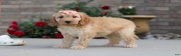 Miniature Labradoodle dogs for sale: Jade - Ad 4