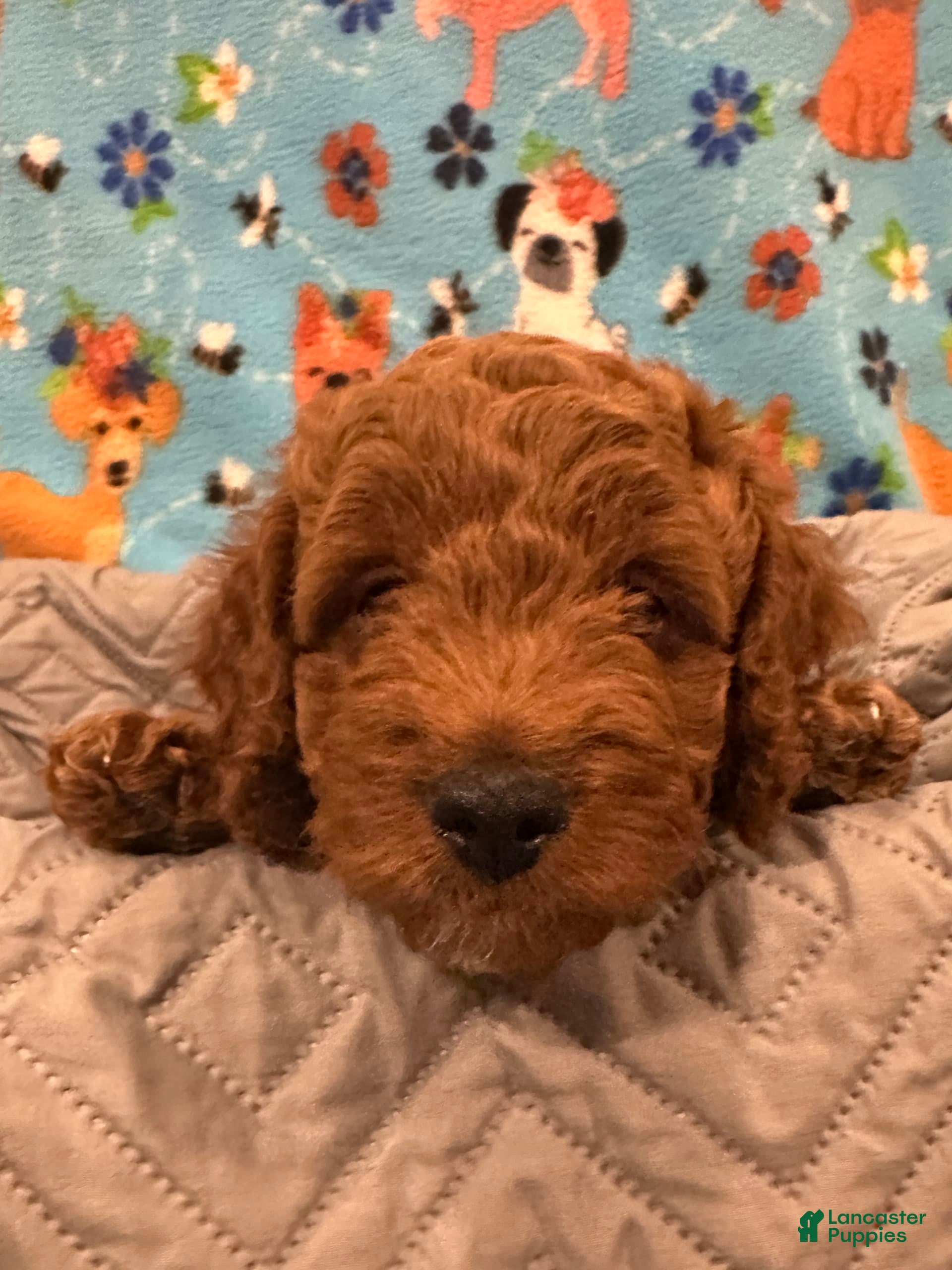 Goldendoodle dogs Nyla - Ad 29