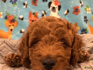 Goldendoodle dogs Nyla - Ad 7