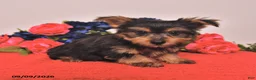 Yorkshire Terrier dogs for sale: Happy - Ad 2