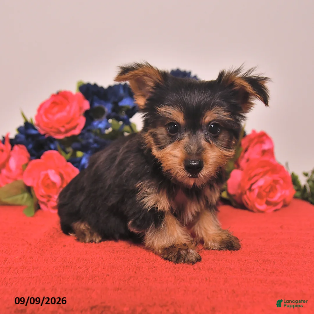 Yorkshire Terrier dogs for sale: Happy - Ad 2