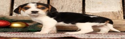 Beagle dogs for sale: Dancer - Ad 4