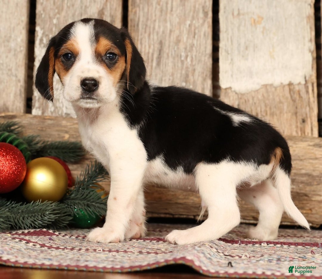 Beagle dogs for sale: Dancer - Ad 4