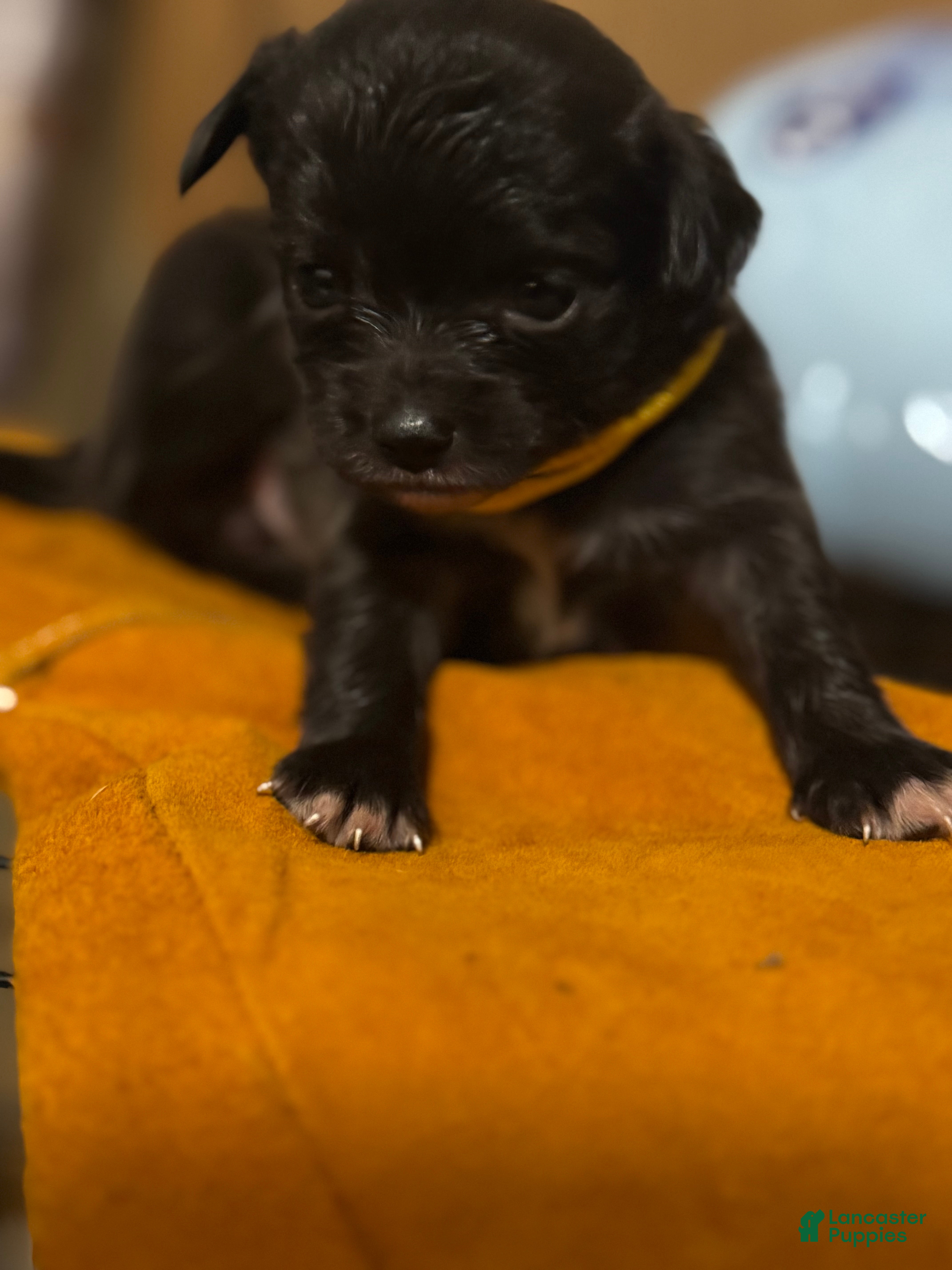 Chihuahua dogs Chihuahua 5 - Ad 2