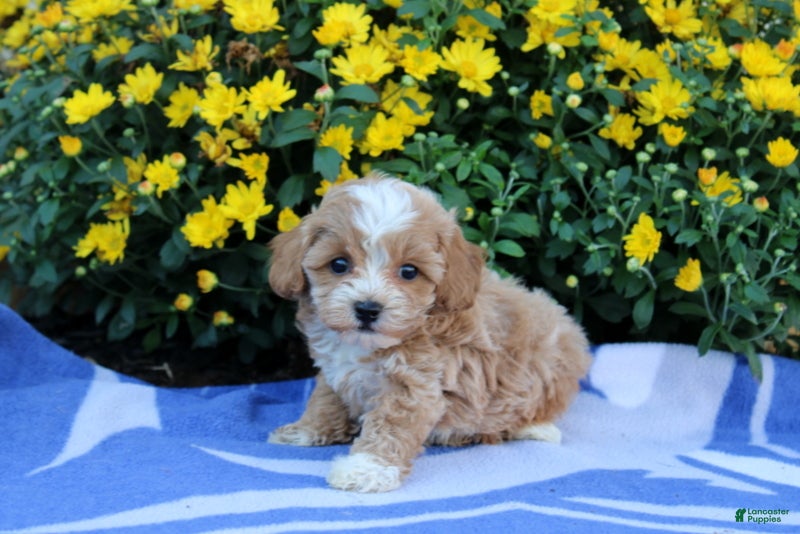 Pomeranian dogs Kyler - Ad 1