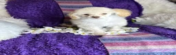 Toy Poodle dogs for sale: Rosemary - Ad 6