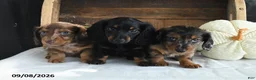 Miniature Dachshund dogs for sale: Zeke - Ad 5