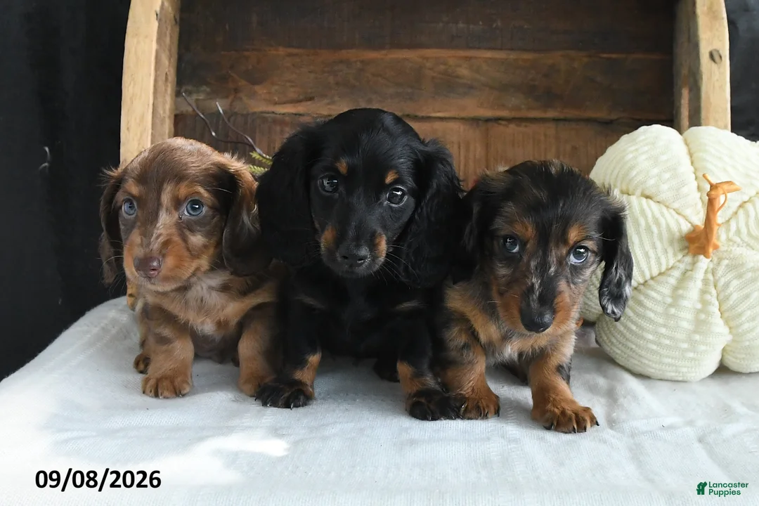 Miniature Dachshund dogs for sale: Zeke - Ad 5