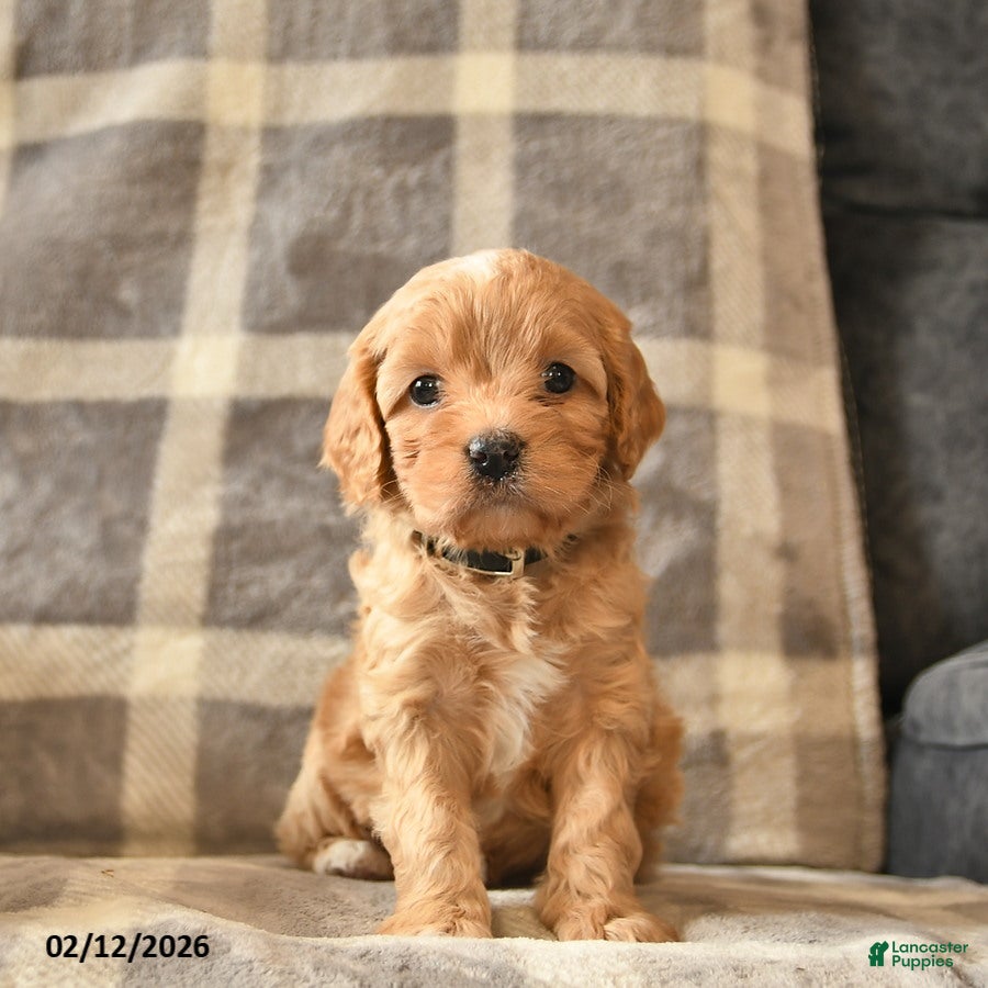 Cavapoo dogs Crystal  - Ad 13