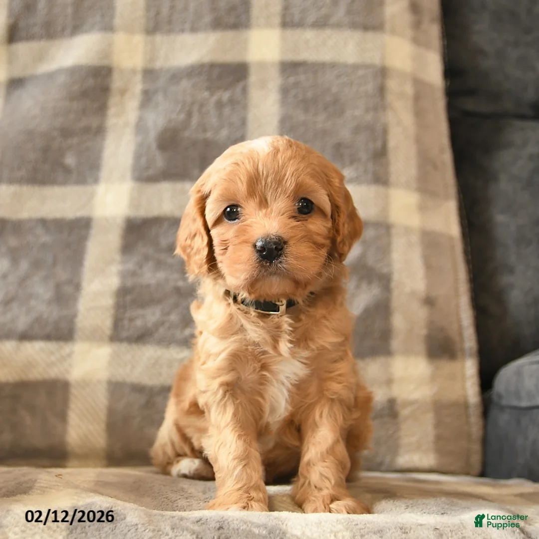 Cavapoo dogs for sale: Crystal  - Ad 1