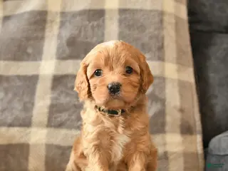 Cavapoo dogs Crystal - Ad 13