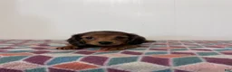 Miniature Dachshund dogs for sale: Monty - Ad 3