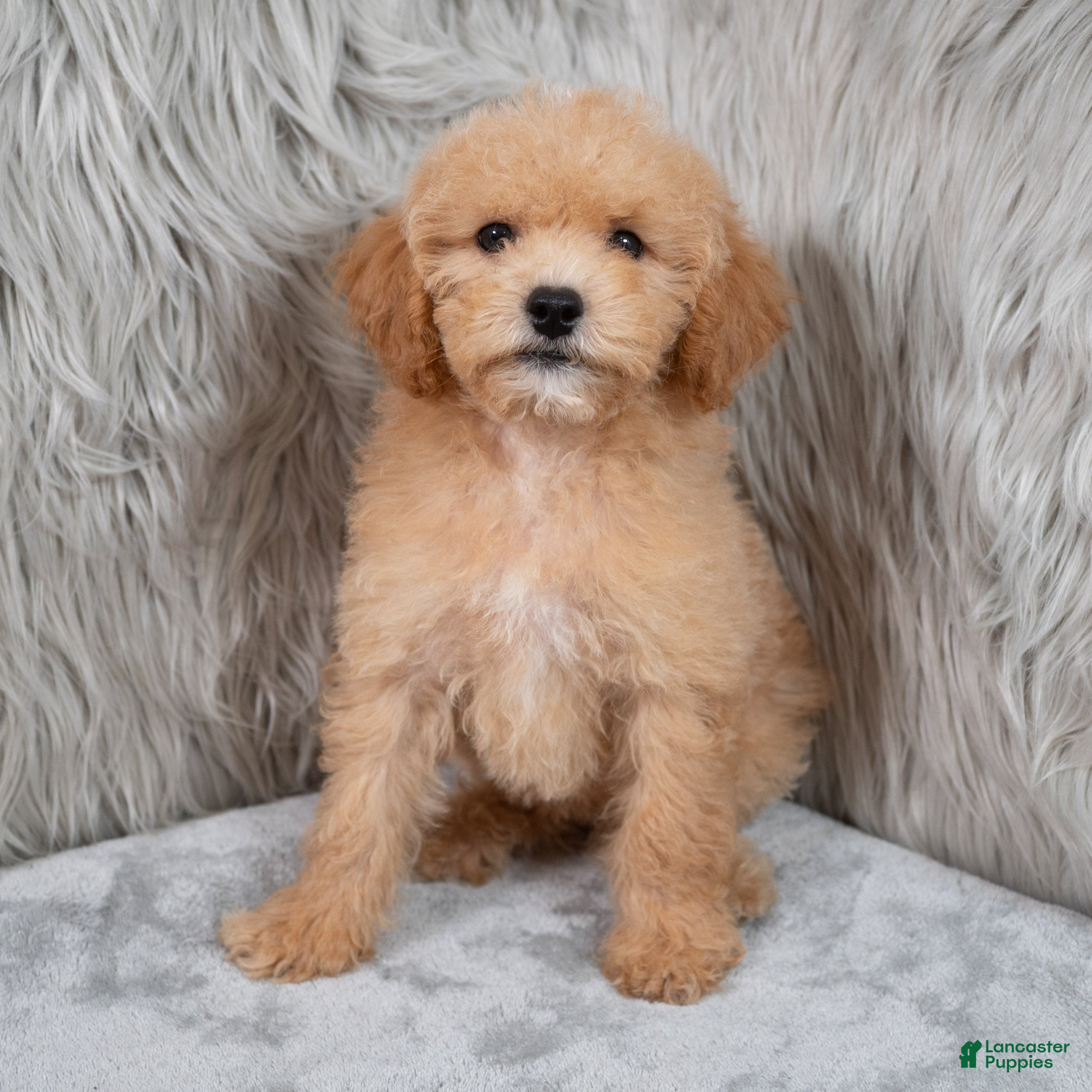 Mini Goldendoodle dogs Ivy ID: 3855 - Ad 2